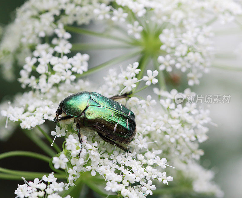 玫瑰金龟子（Cetonia aurata）